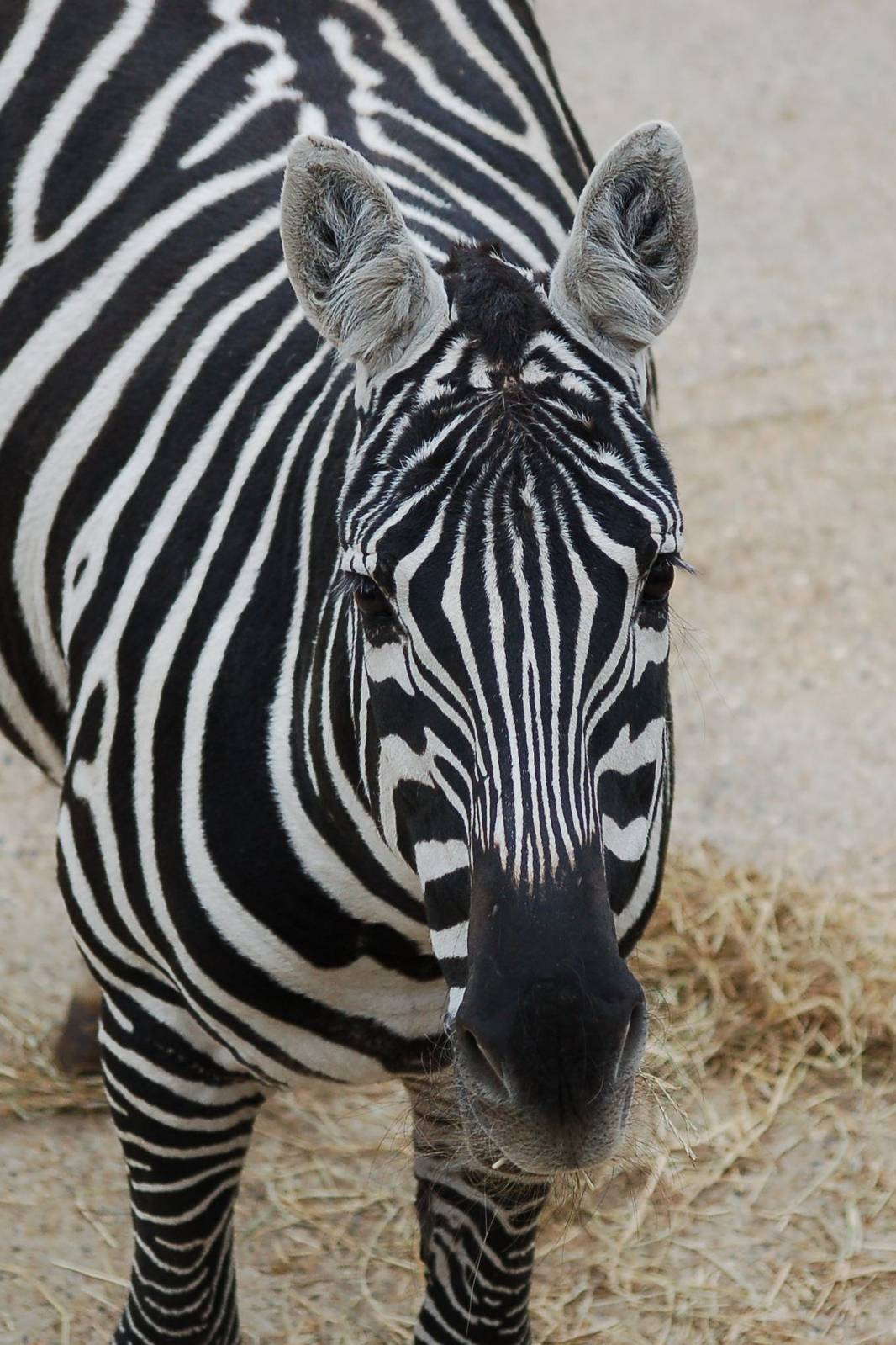 Female Maneless Zebra