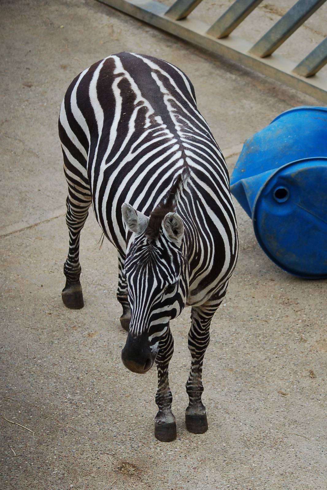 Female Maneless Zebra