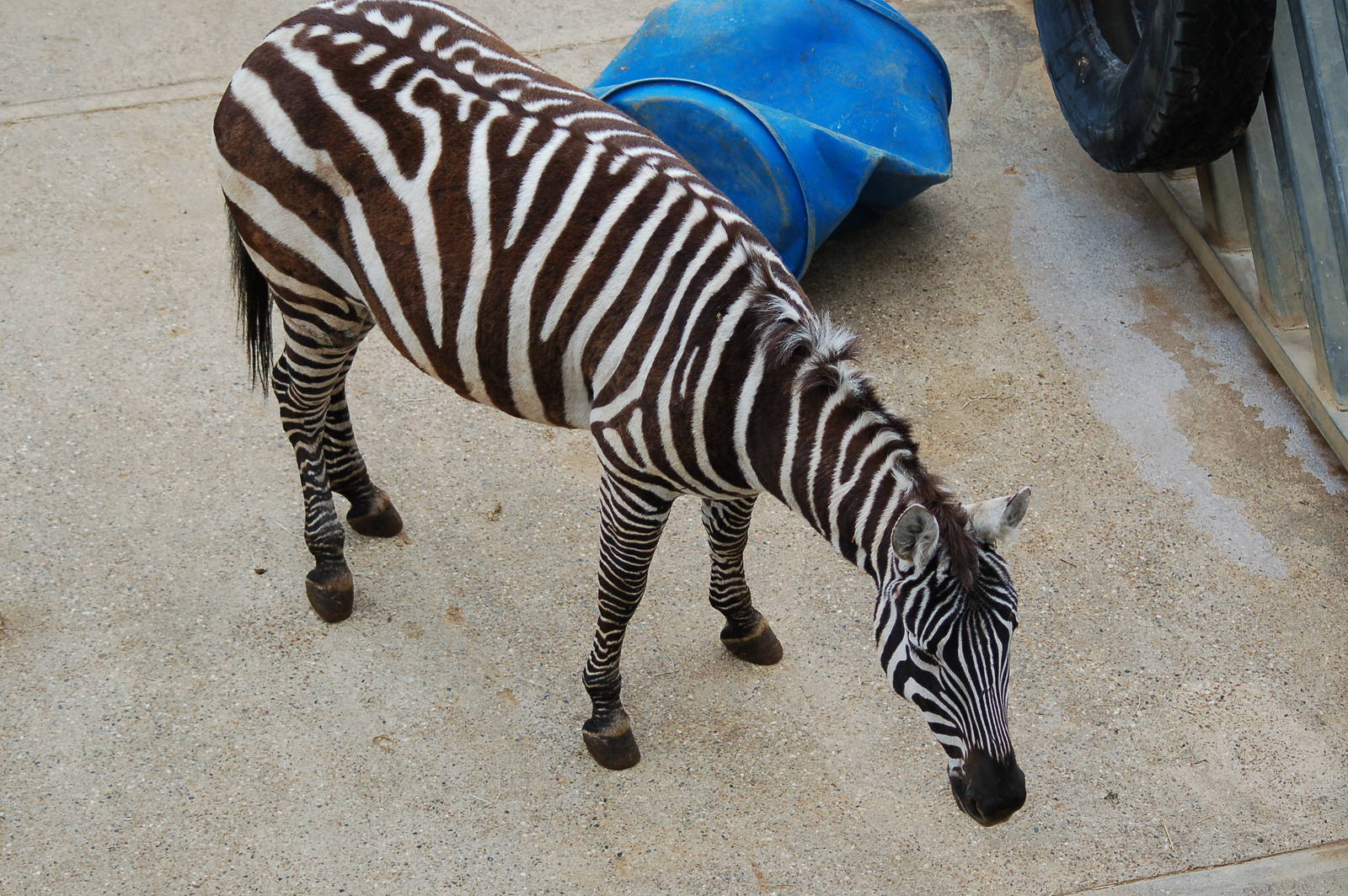 Female Maneless Zebra