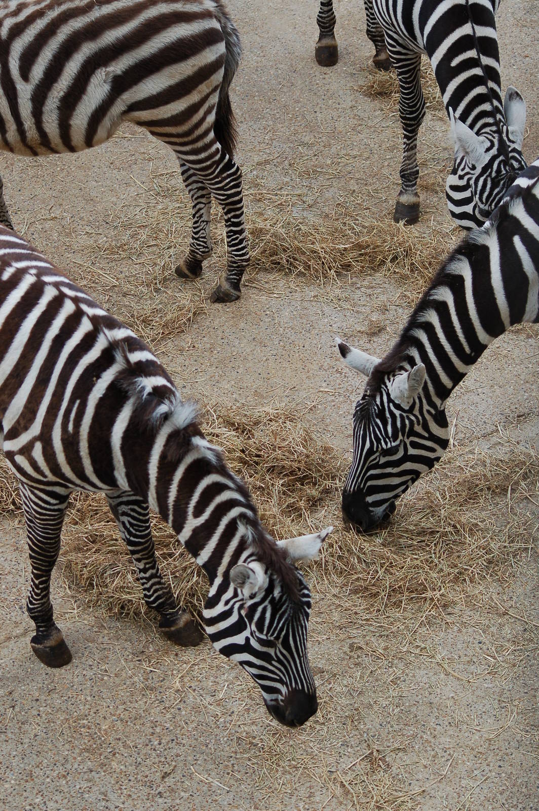 Female Maneless Zebras