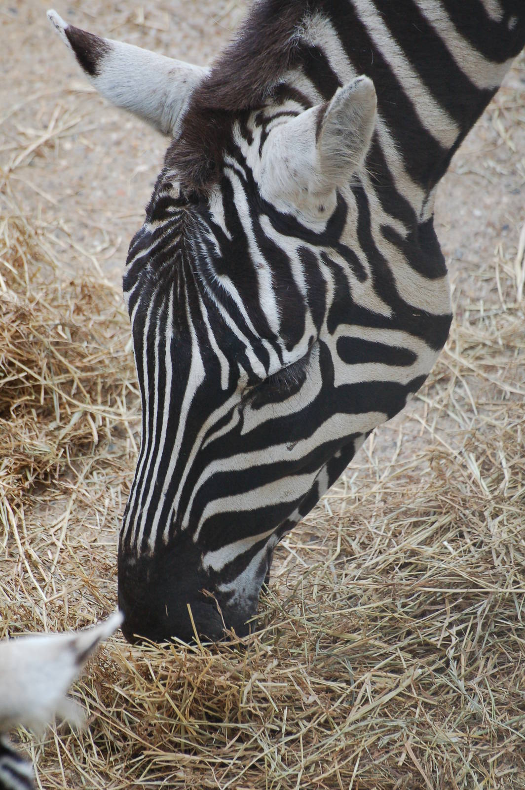 Female Maneless Zebras