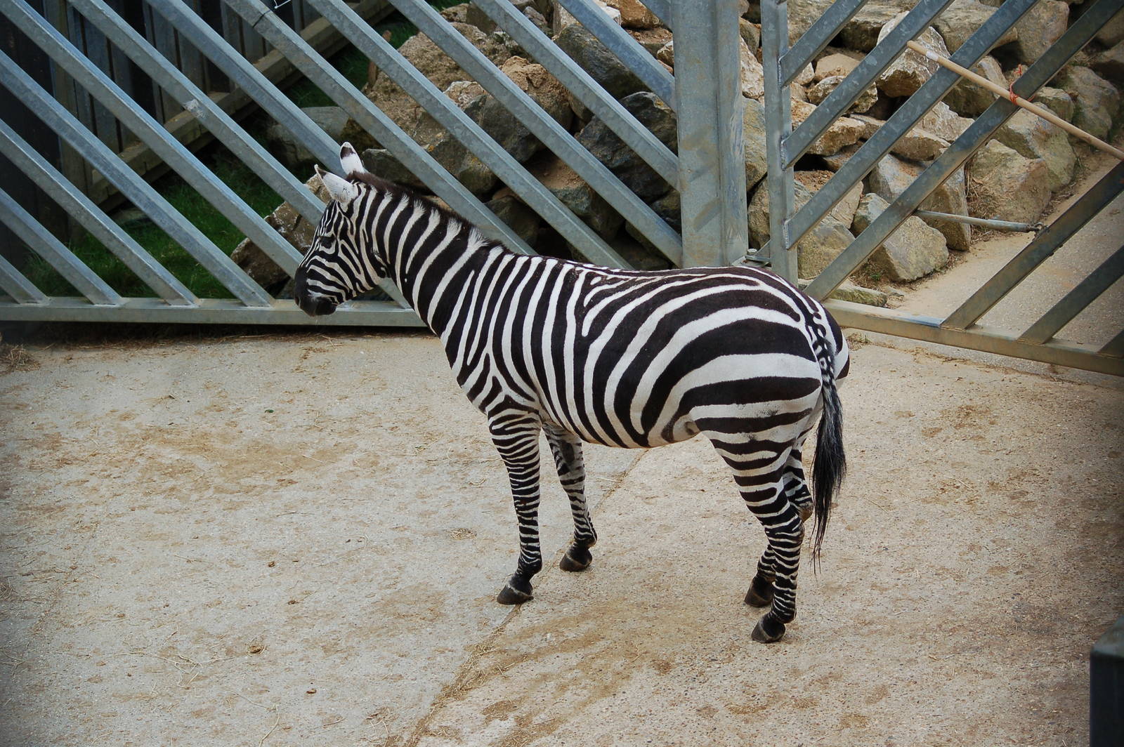 Female Maneless Zebras