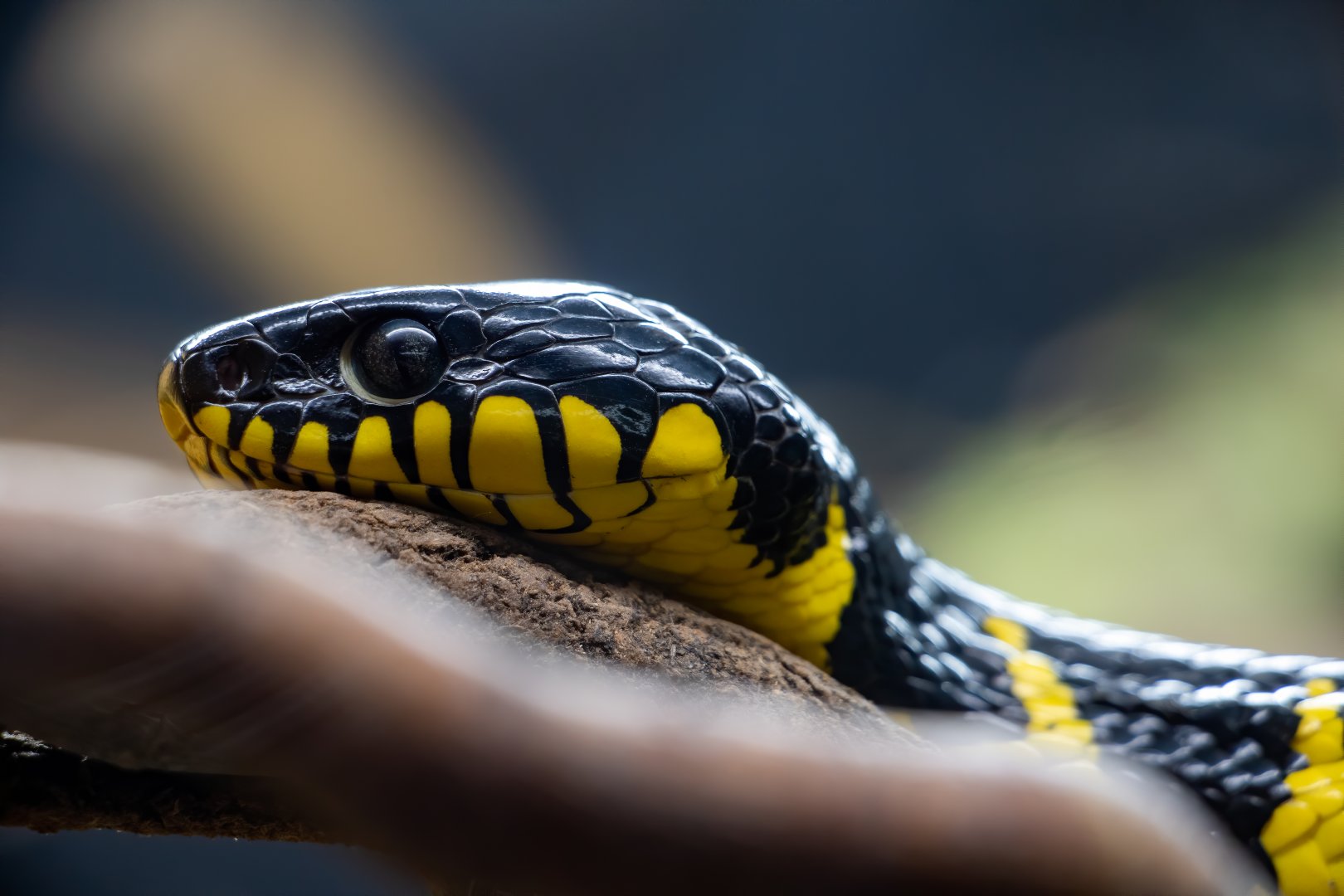 Female Mangrove Snake / Hamerton / 15-12-19
