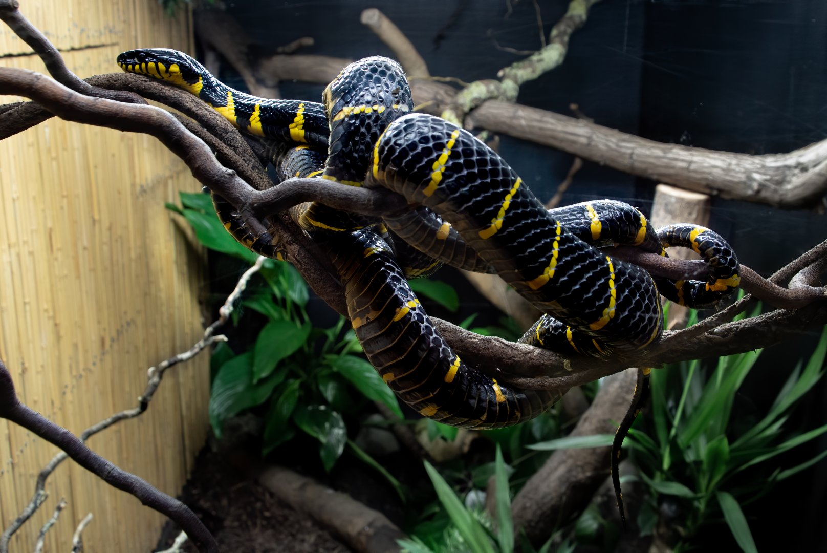 Female Mangrove Snake / Hamerton / 15-12-19