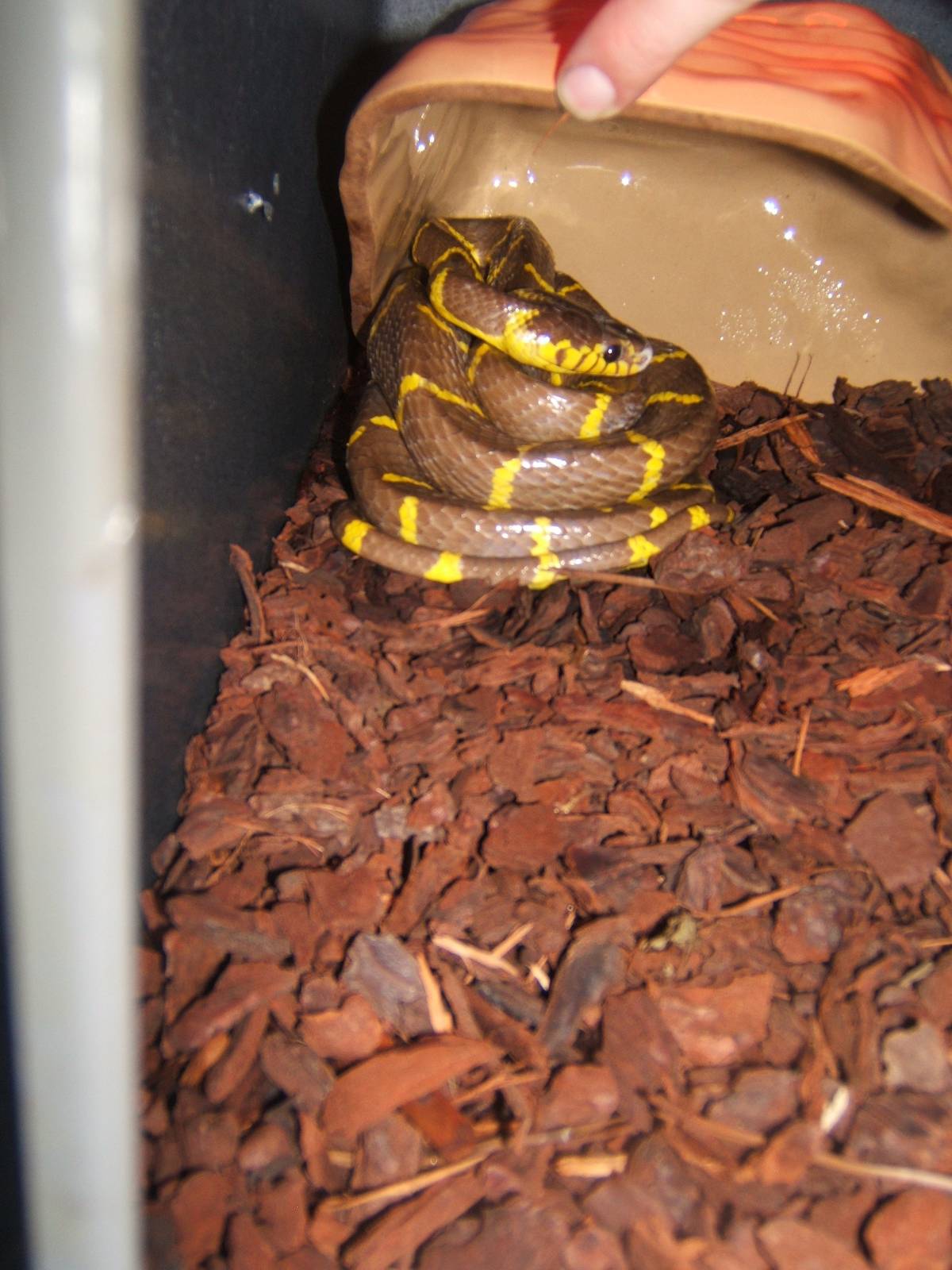 Female Mangrove Snake