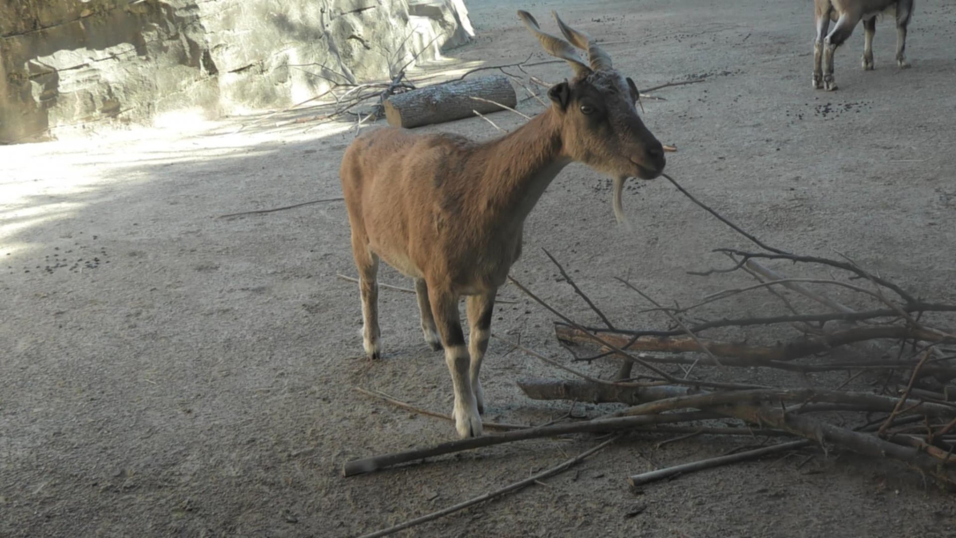 Female markhor with a pile of sticks