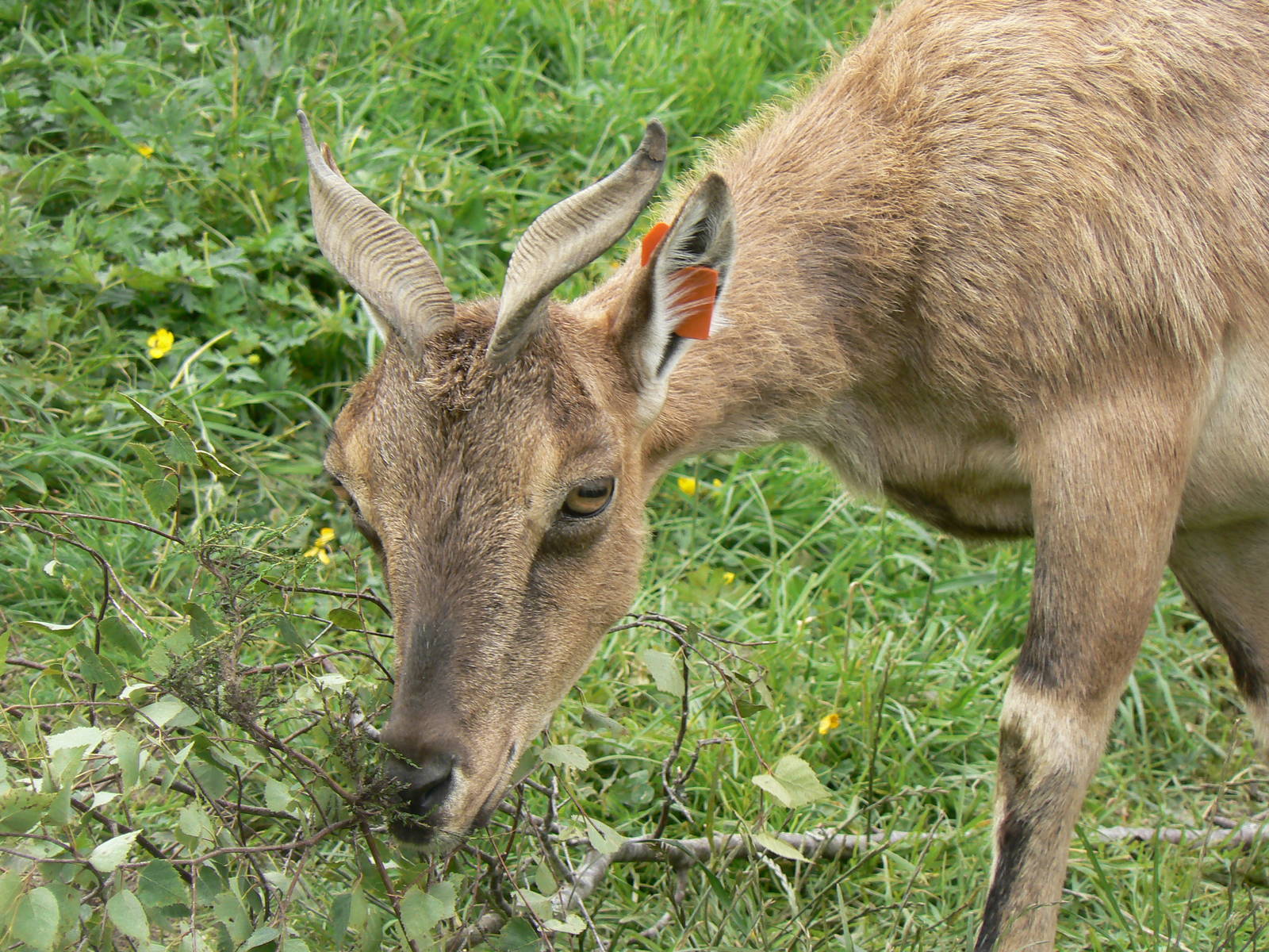 Female Markhor