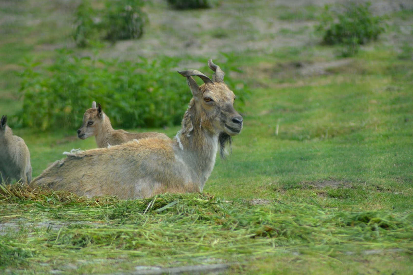 Female Markhor?