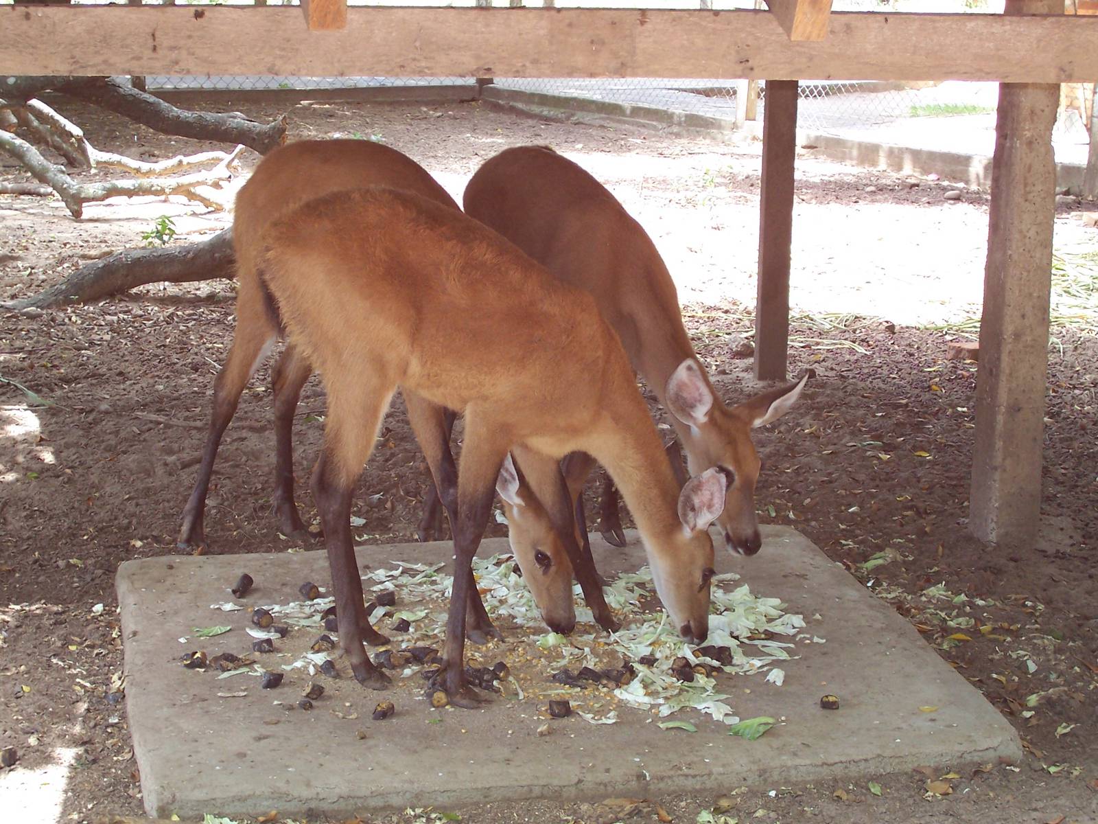 Female Marsh Deer