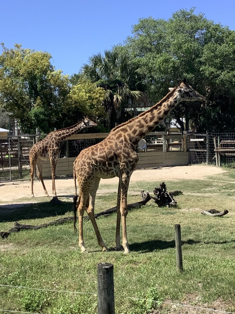 Female Masai Giraffes 3/20/24