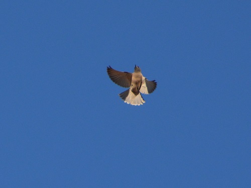 Female masked woodswallow 'fluttering'