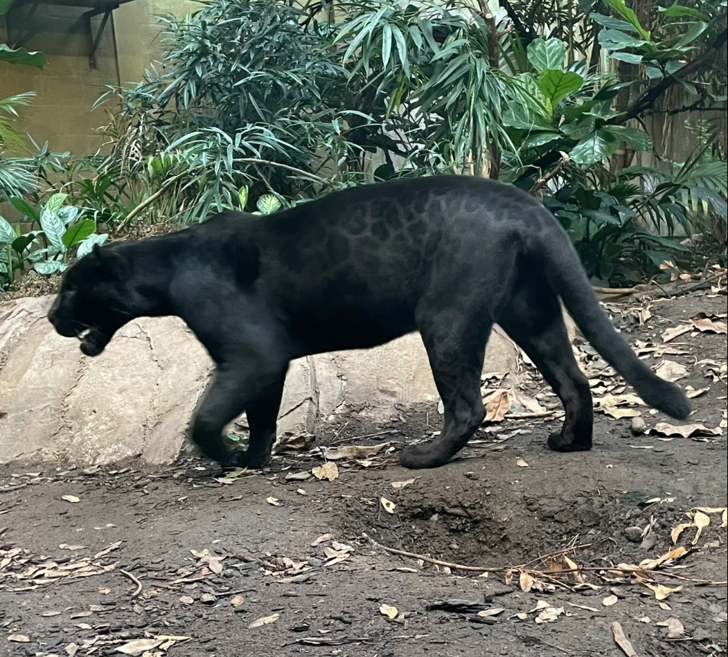 Female Melanistic Jaguar, Inka