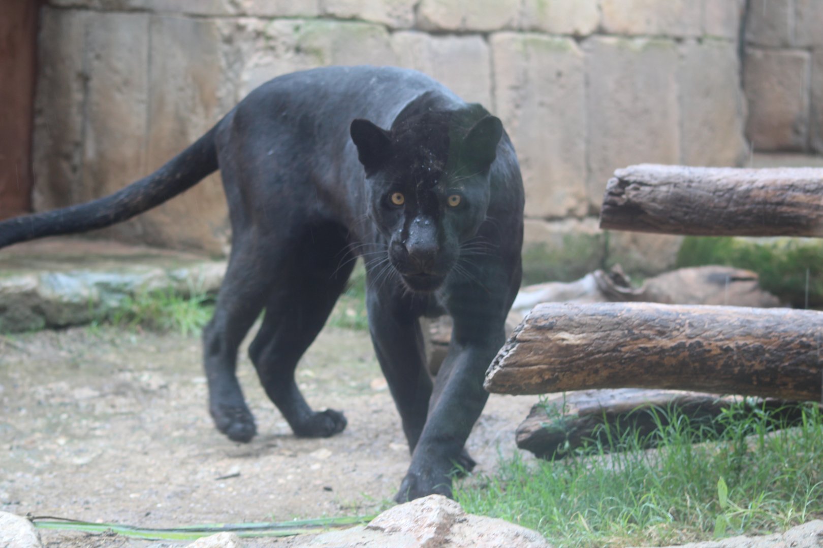 Female melanistic jaguar