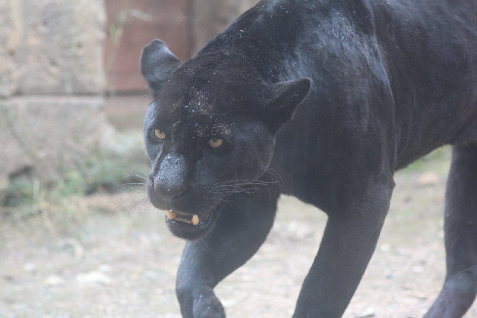 Female melanistic jaguar