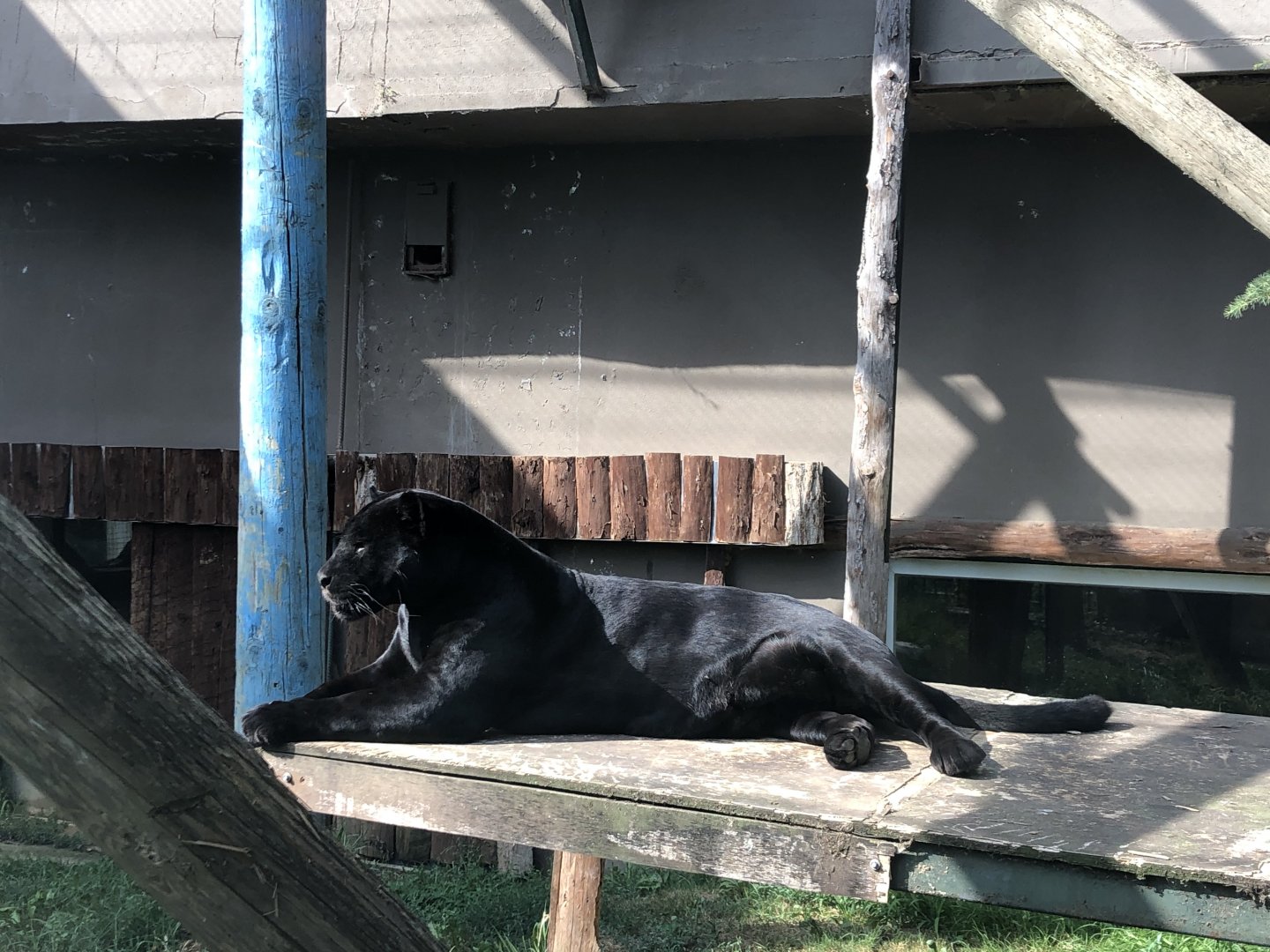 Female Melanistic Jaguar