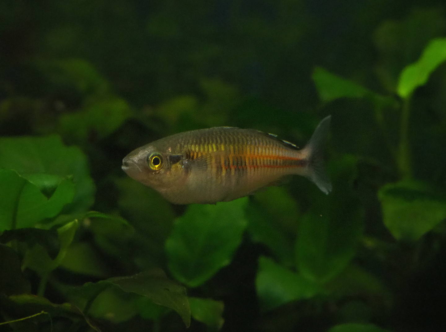 Female Melanotaenia boesemani rainbowfish, 2020-01-11