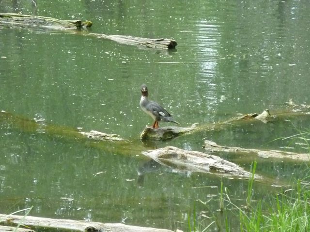 Female Merganser
