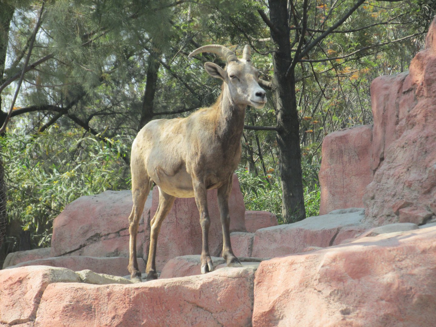 female mexican desert bighorn sheep