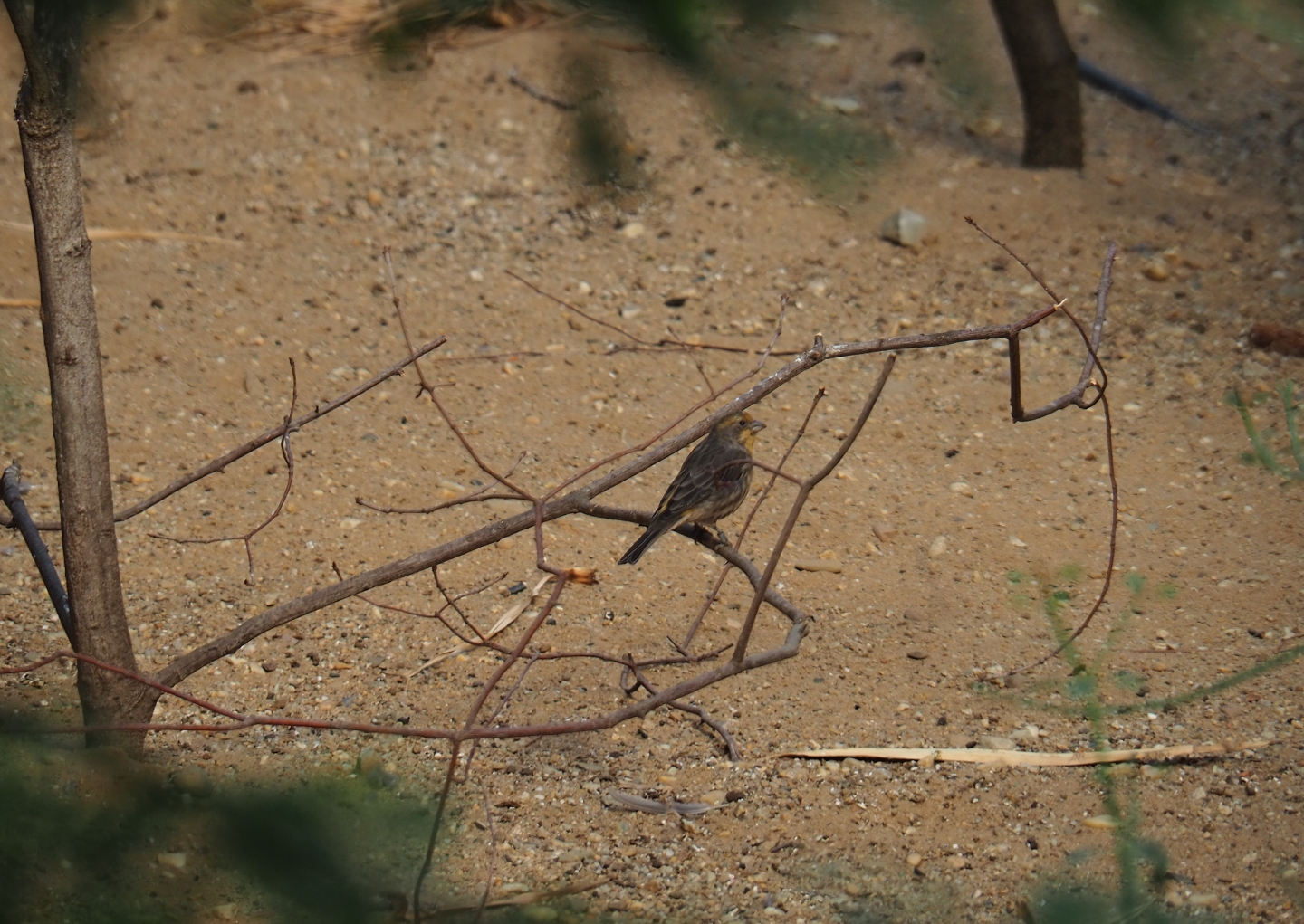 Female Mexican housefinch (Carpodacus mexicanus), Sep 16th, 2018