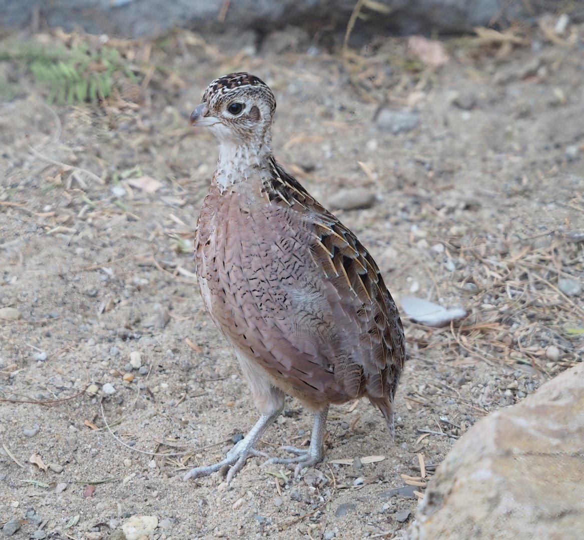 Female Montezuma quail (Cyrtonyx montezumae), 2023-10-07