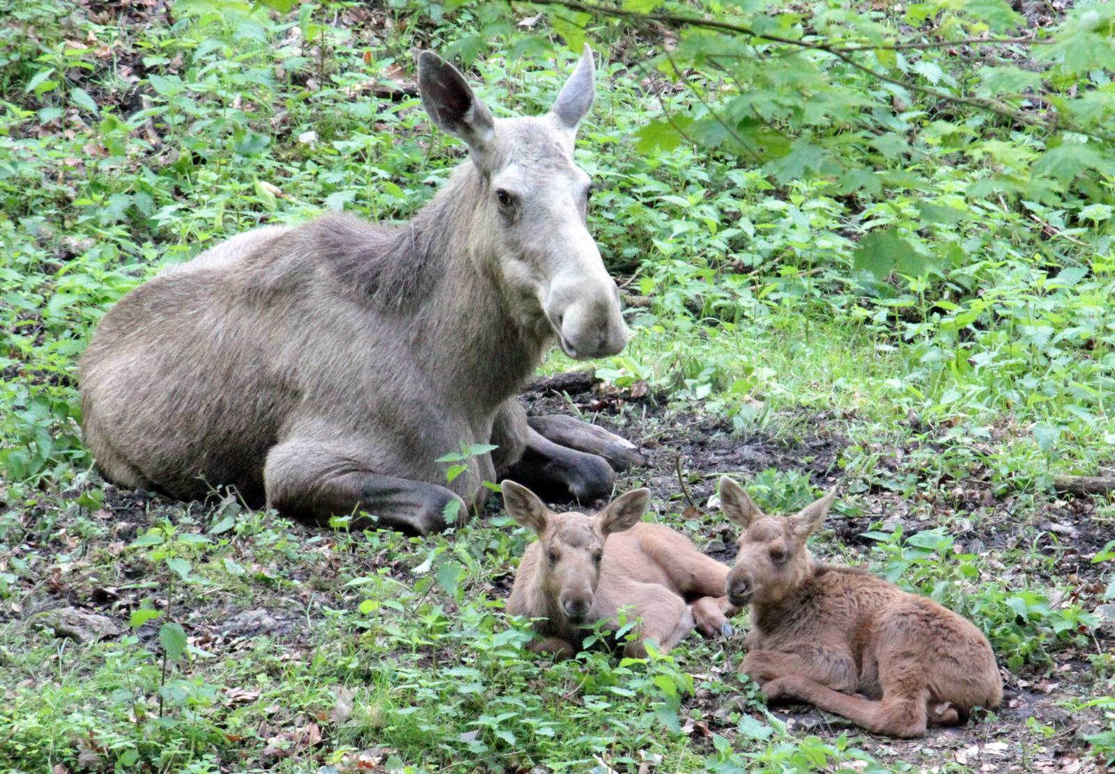 Female Moose with her 3 weeks old calf twins