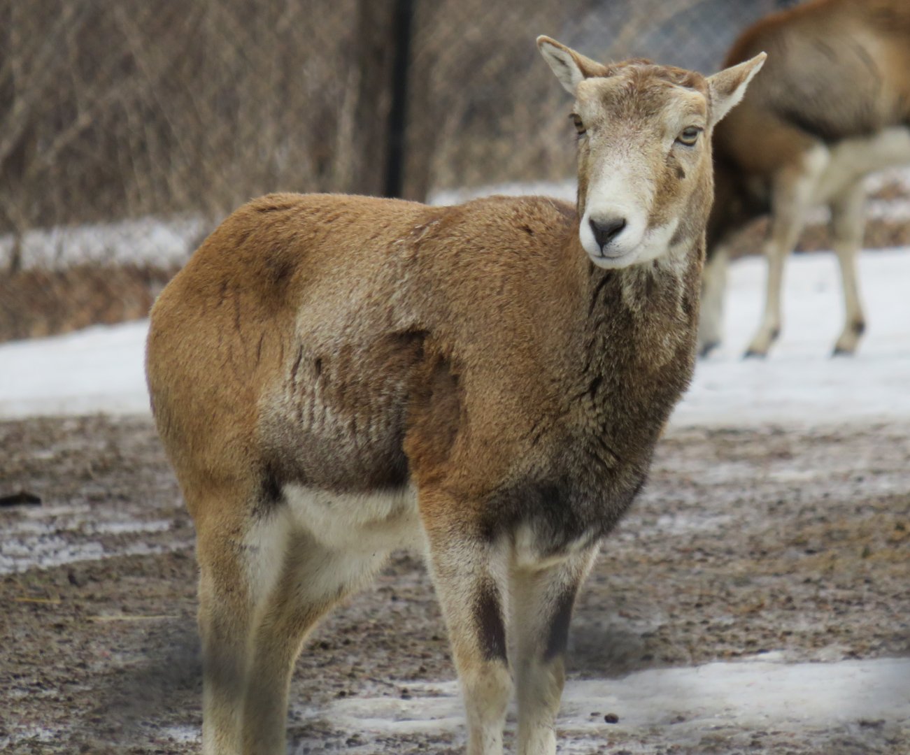Female mouflon