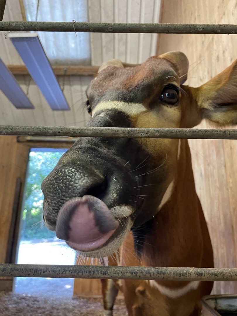 Female Mountain Bongo Close-up