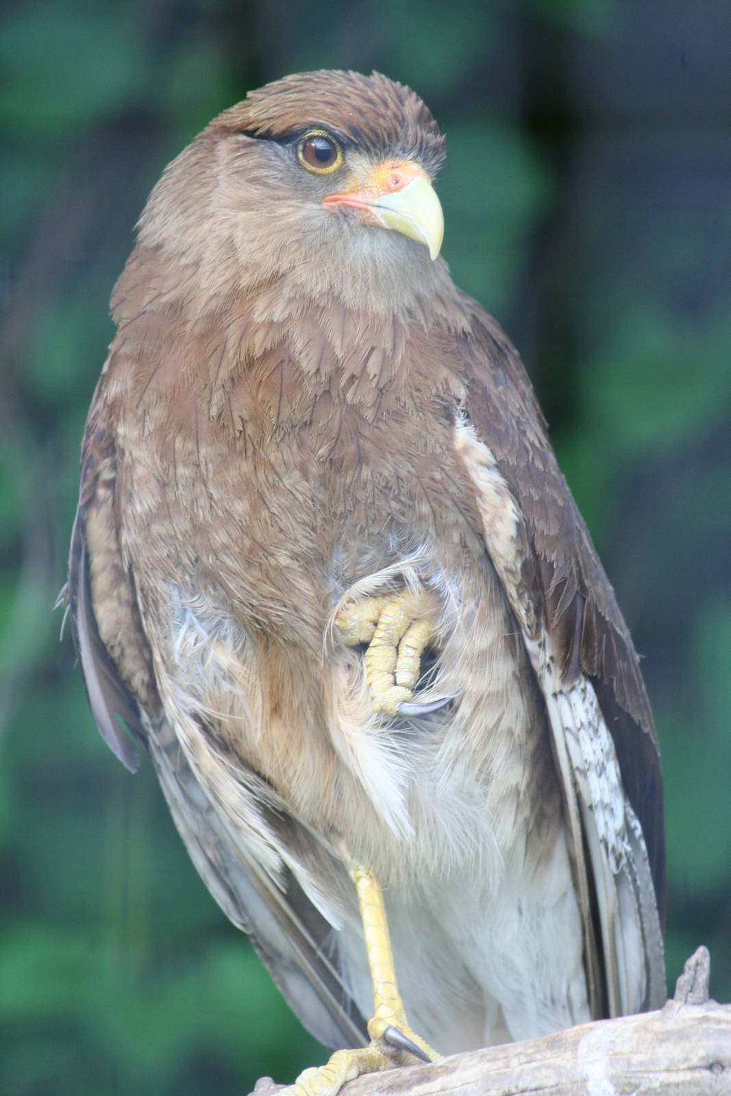 Female mountain caracara?