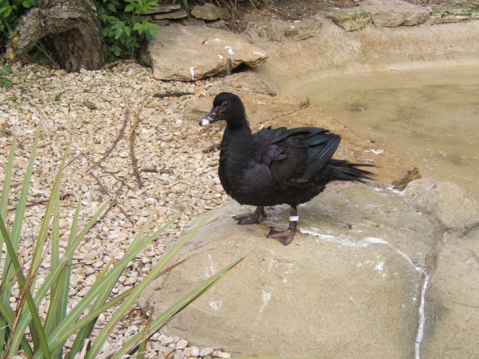 female Mucscovy Duck