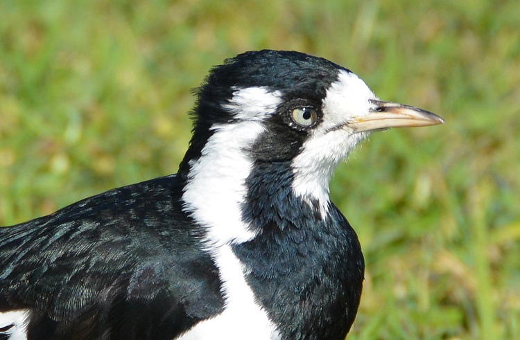 Female mudlark.