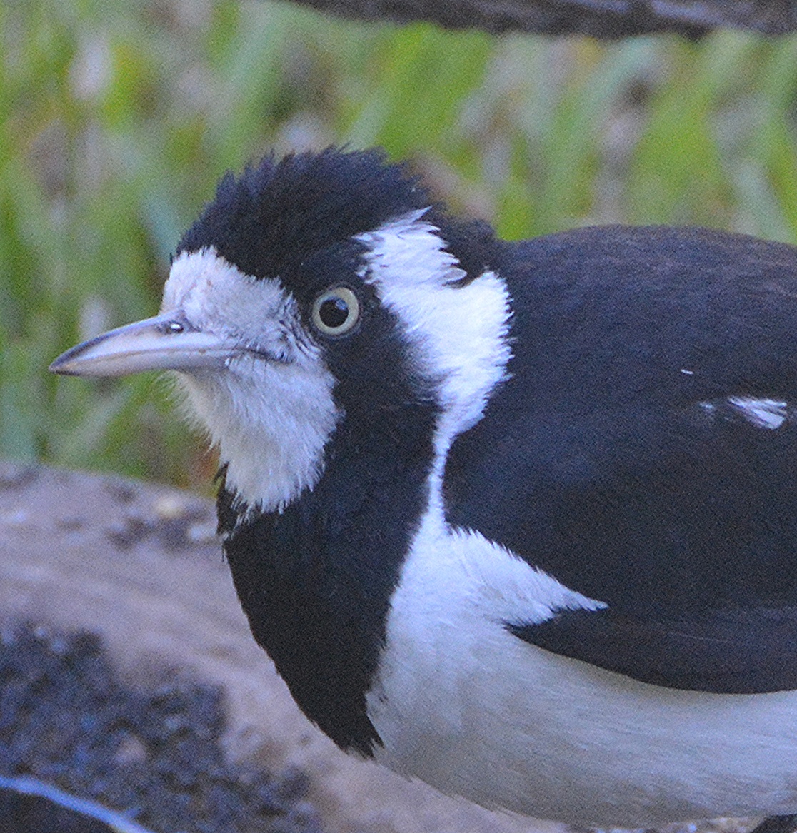 Female mudlark