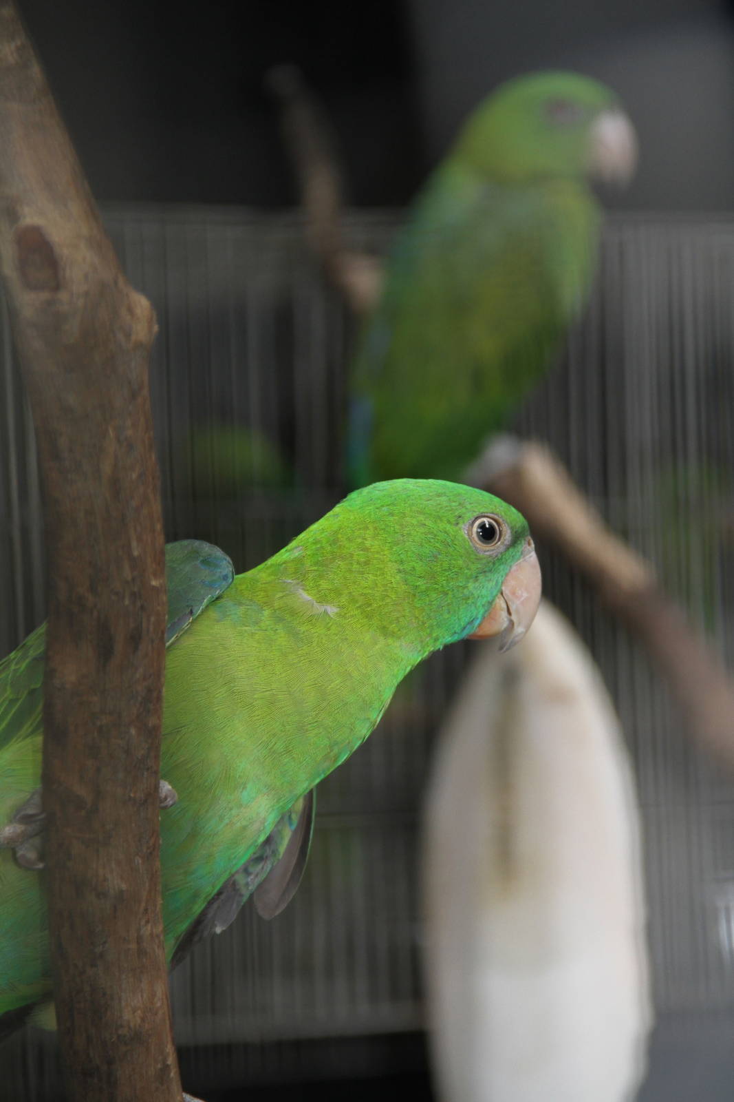 Female Müller's Blue-backed Parrot (Tanygnathus sumatranus)