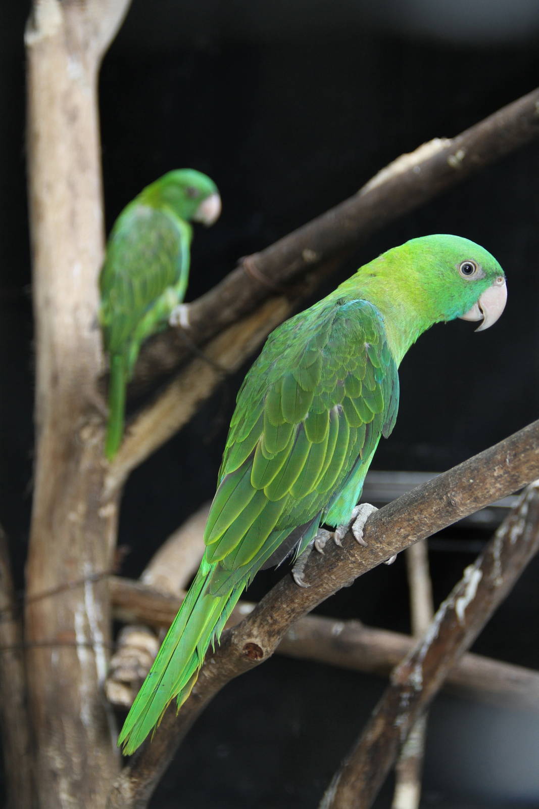 Female Müller's Blue-backed Parrot (Tanygnathus sumatranus)