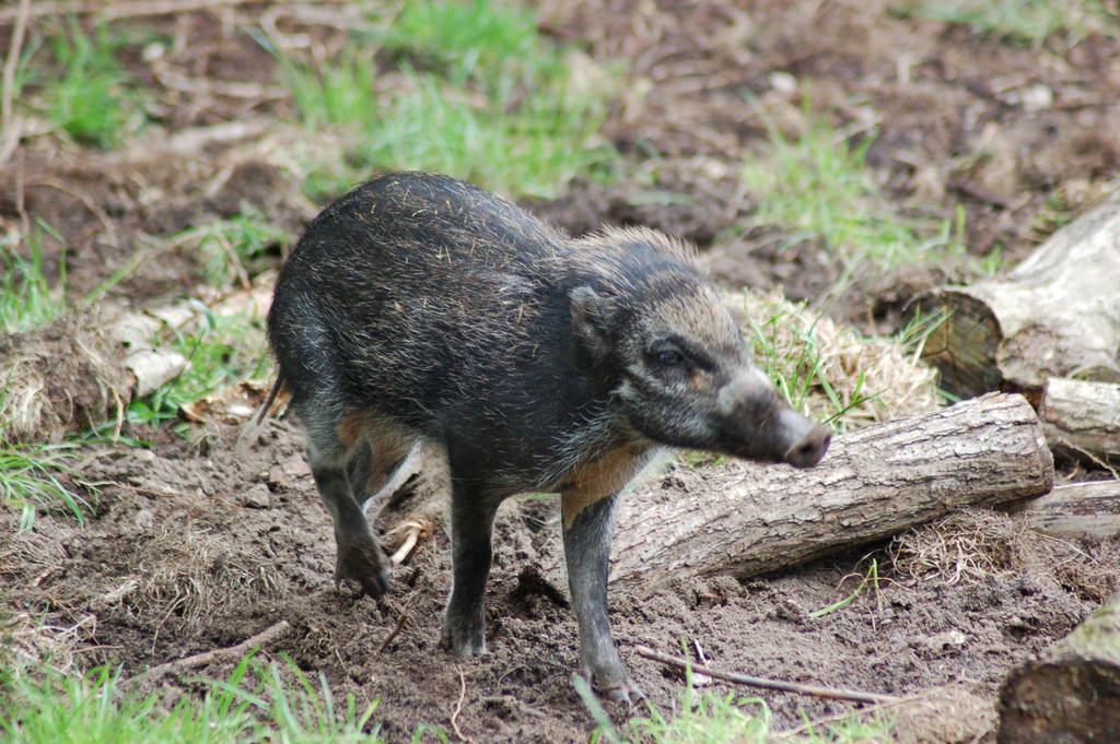 Female Negros Island Warty pig