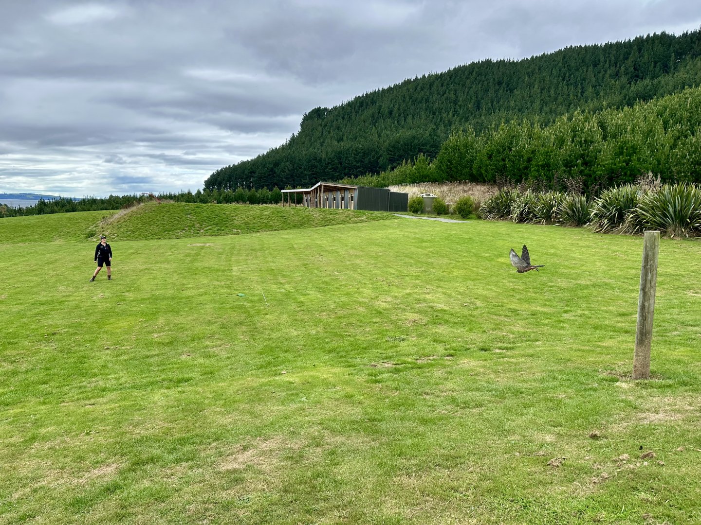 Female New Zealand Falcon Flying