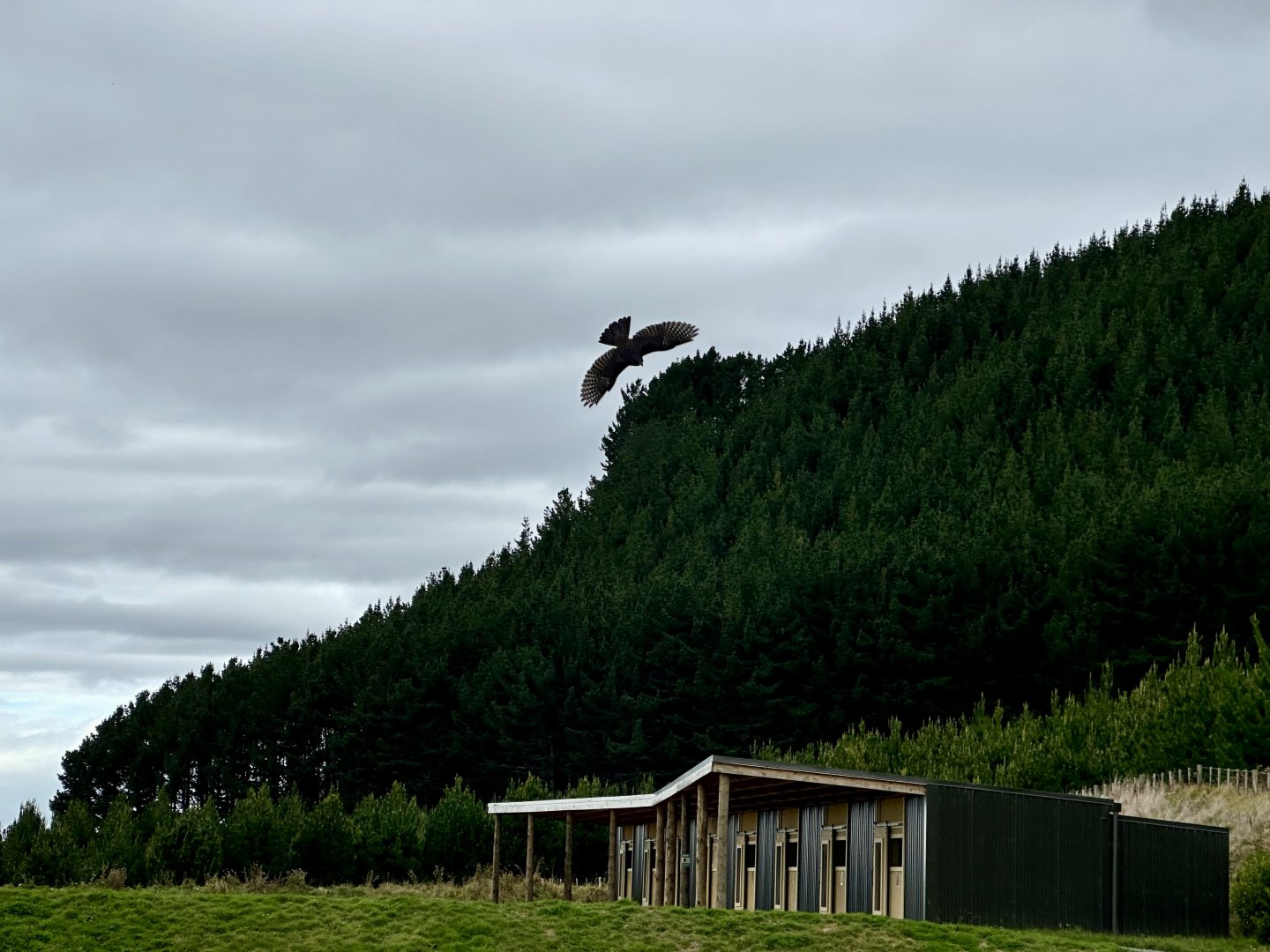 Female New Zealand Falcon Flying