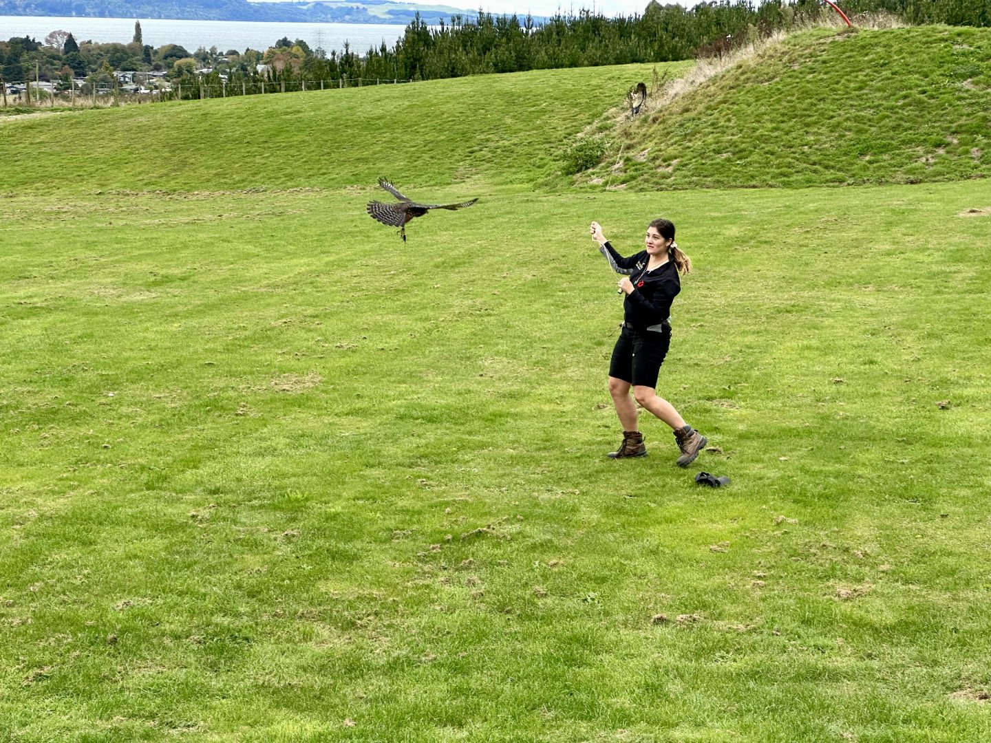 Female New Zealand Falcon Lure Training