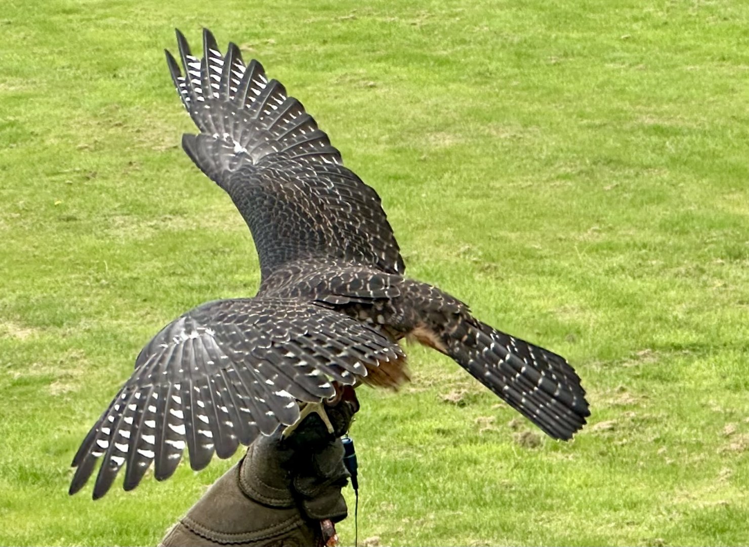 Female New Zealand Falcon Wingspan