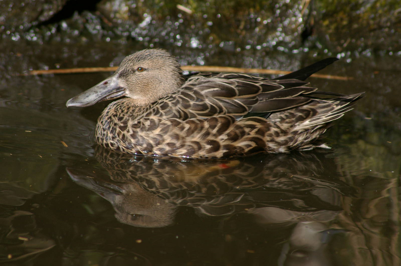 female New Zealand shoveller (Anas rhynchotis variegata)
