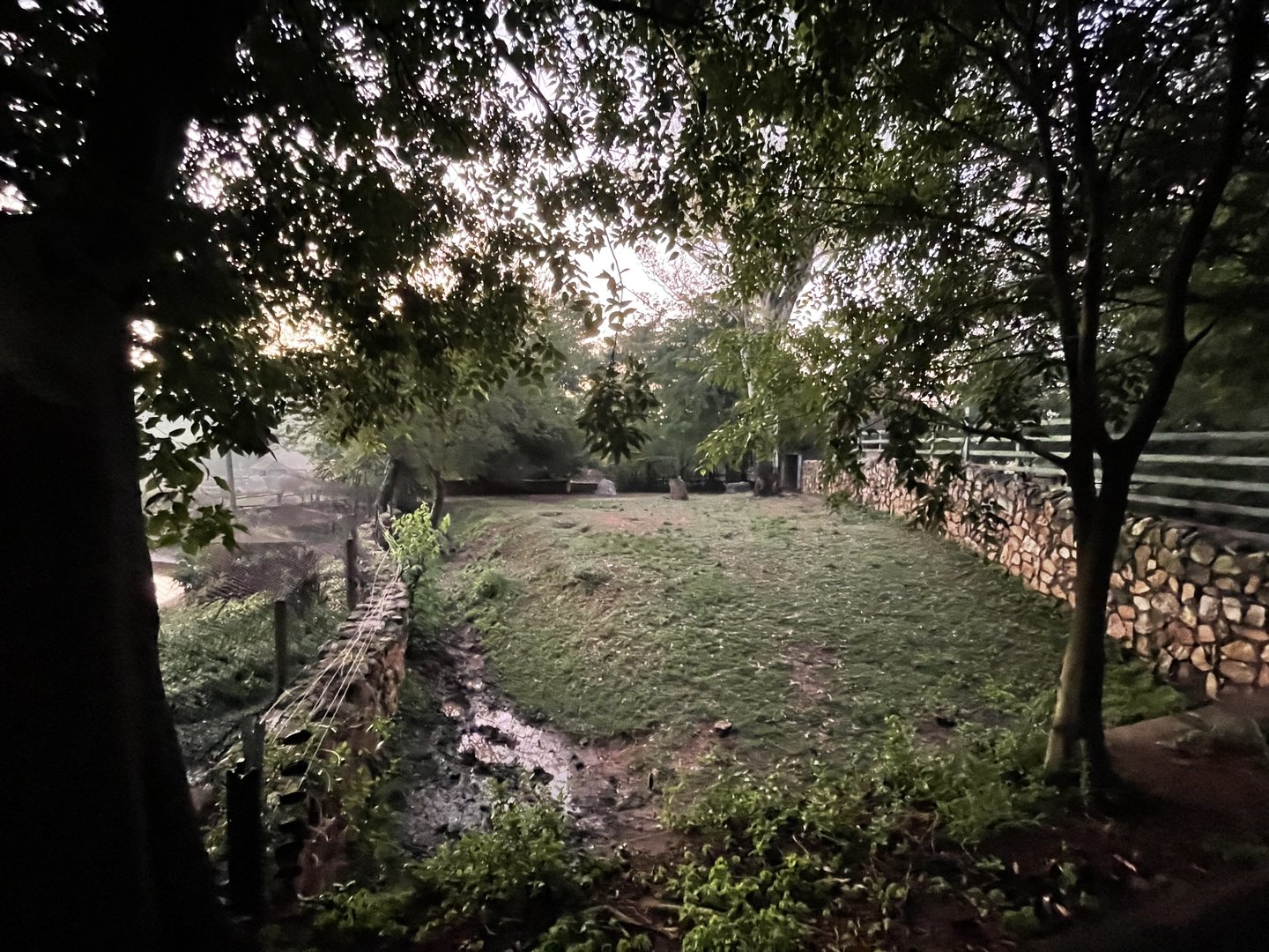 Female Nile Hippopotamus land area (Hippopotamus amphibius)