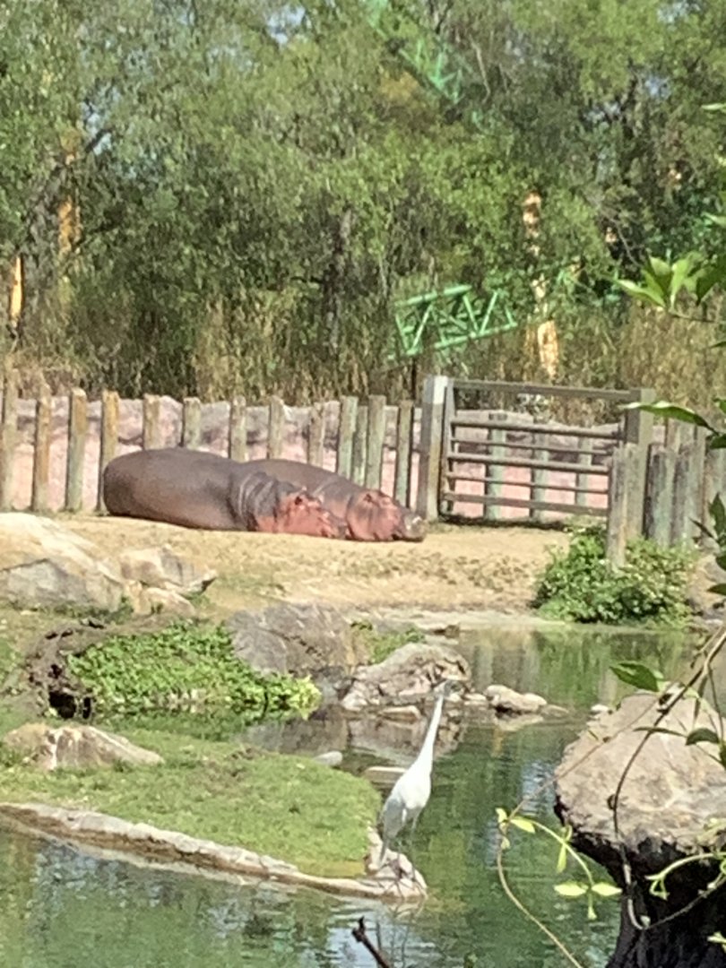 Female Nile Hippos Akita and Devi on land 3/21/24