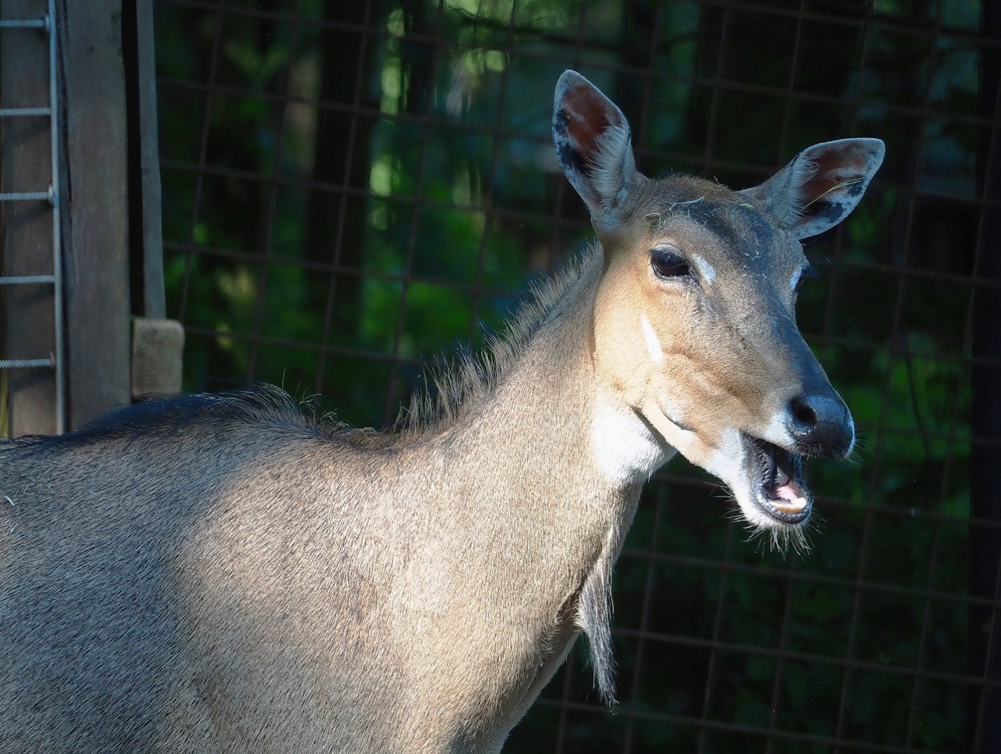 Female Nilgai (Boselaphus tragocamelus), 2023-06-24