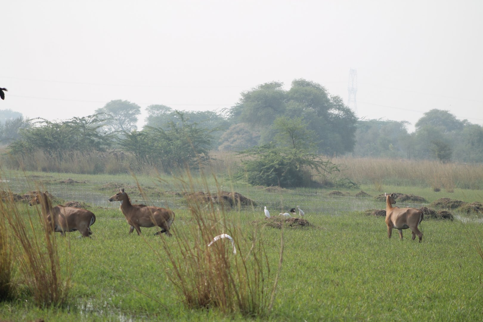 female Nilgai (Boselaphus tragocamelus)