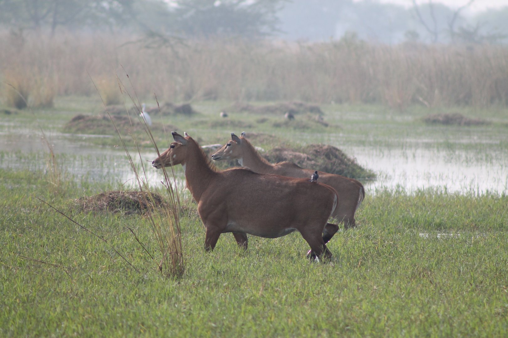 female Nilgai (Boselaphus tragocamelus)