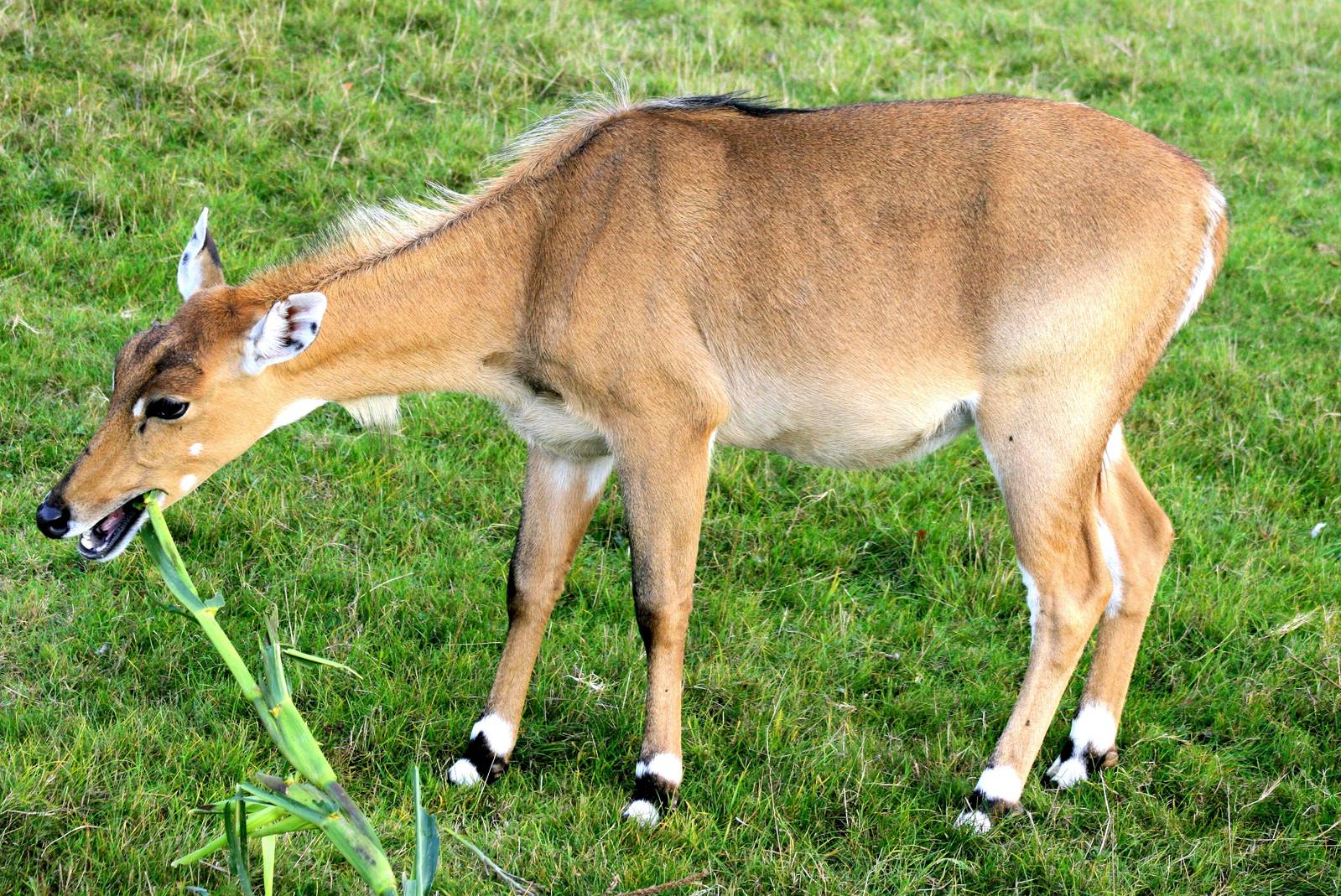 Female nilgai; Whipsnade; 27th September 2014