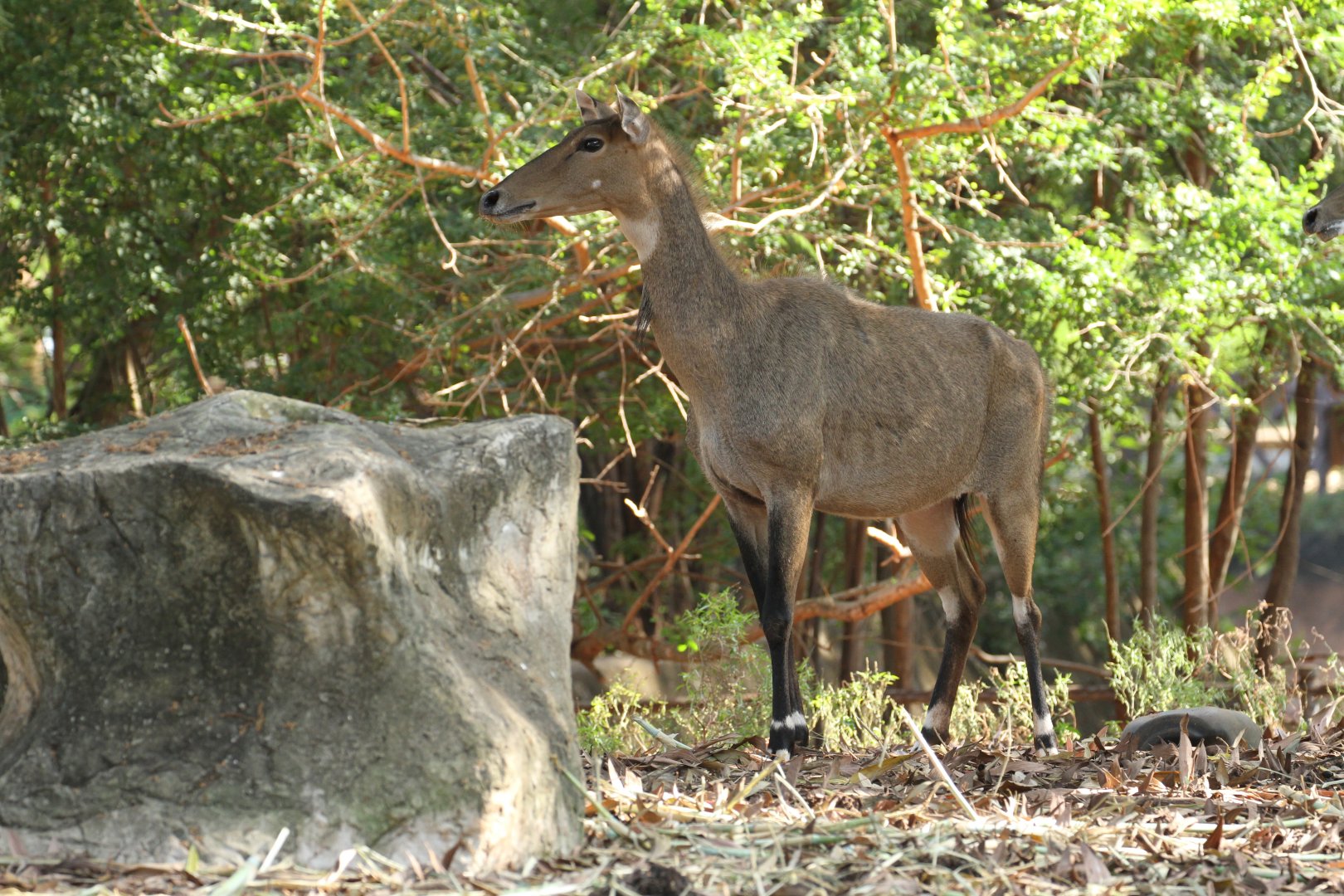 Female Nilgai