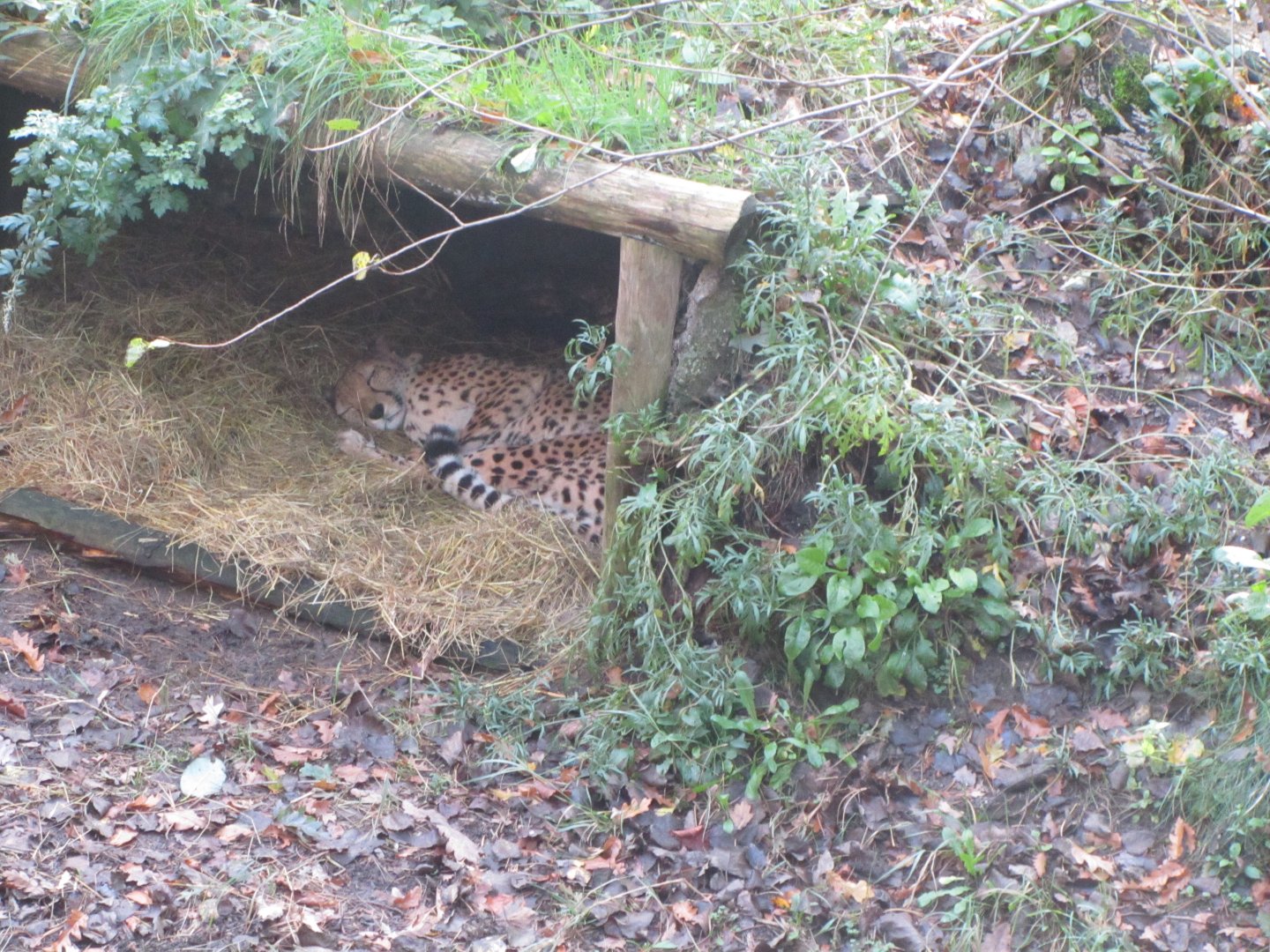Female North African Cheetah
