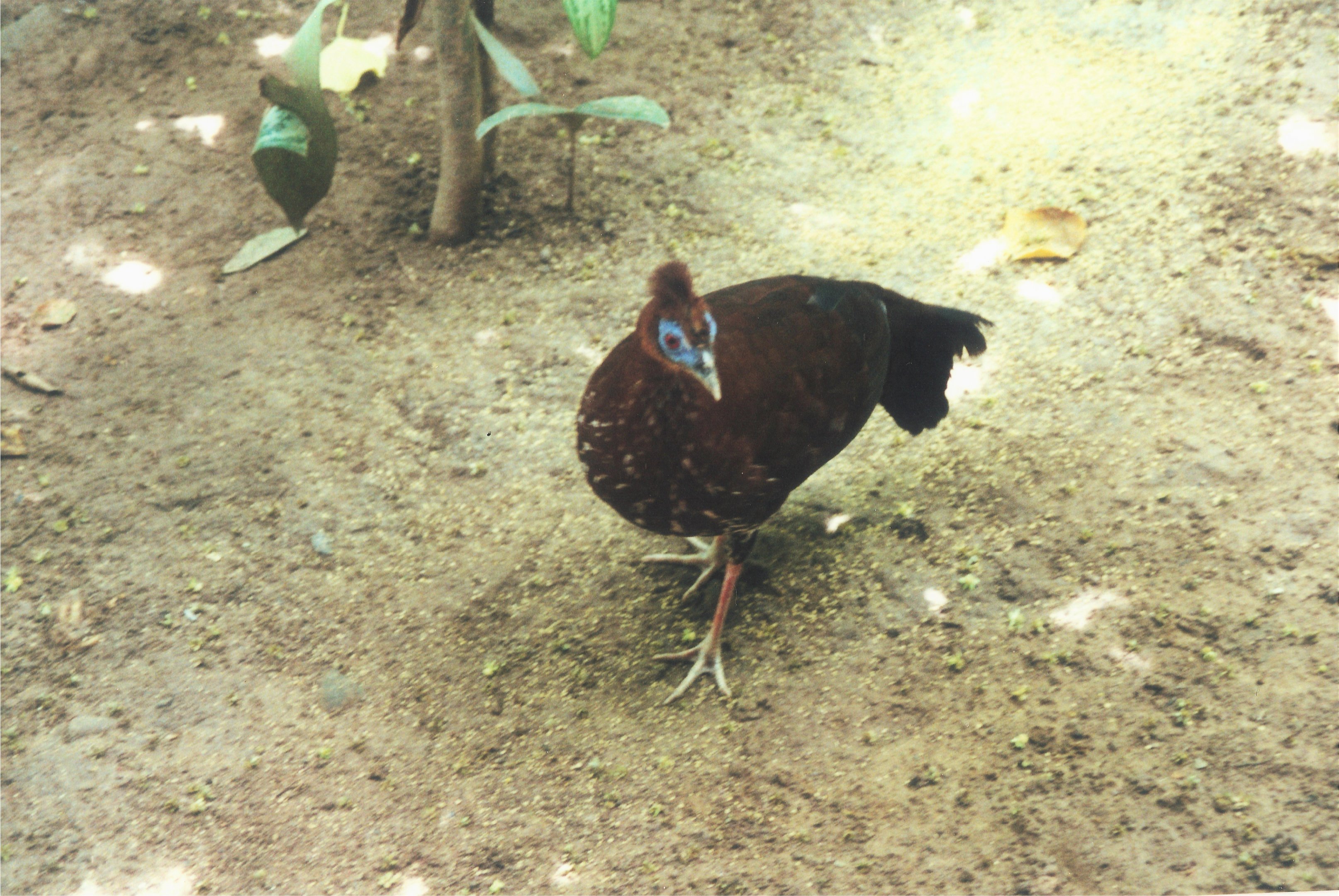 Female North Bornean Crested Fireback, Rasa Ria Resort, 2000