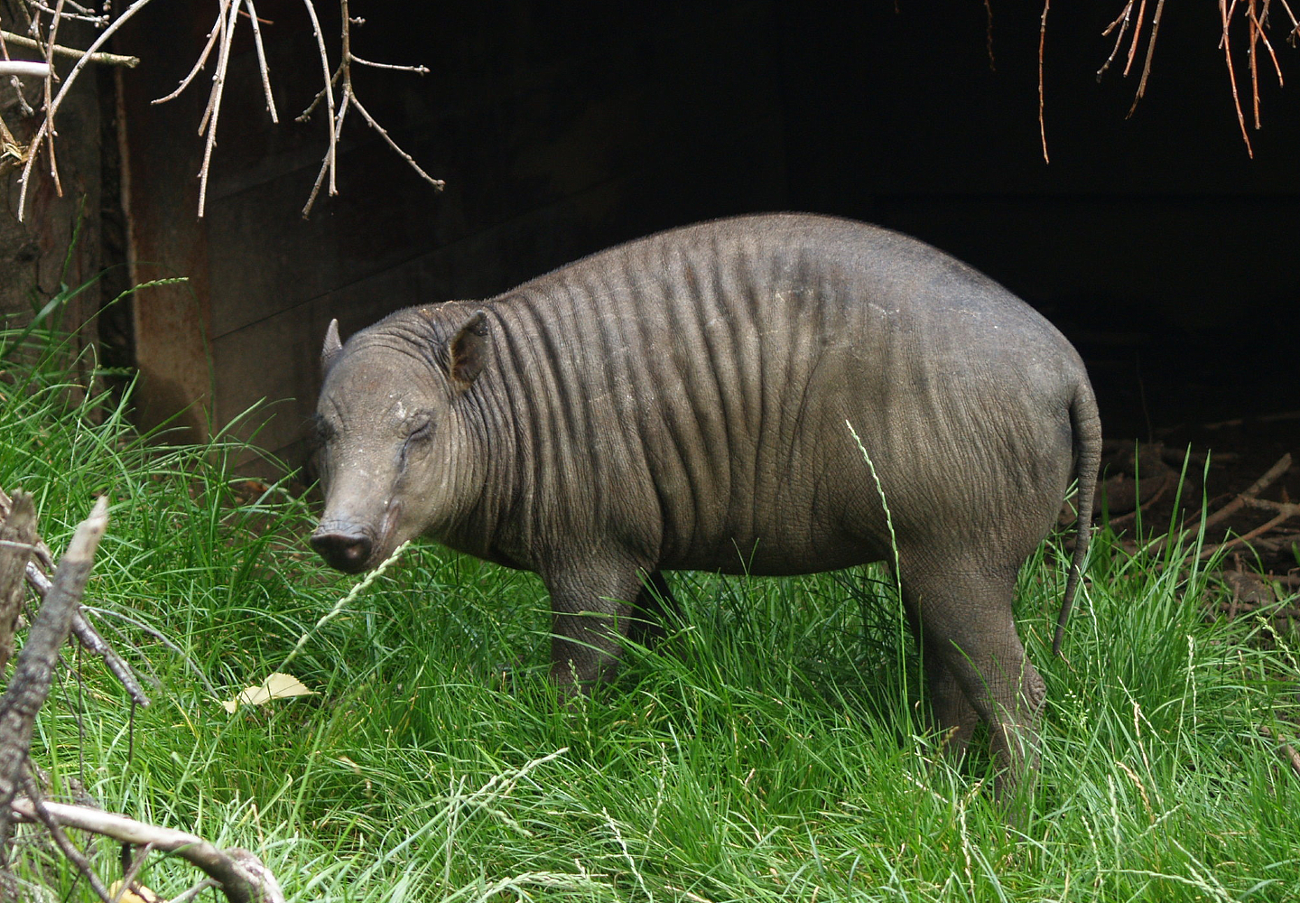 Female North Sulawesi babirusa (Babyrousa celebensis), 2011-08-27