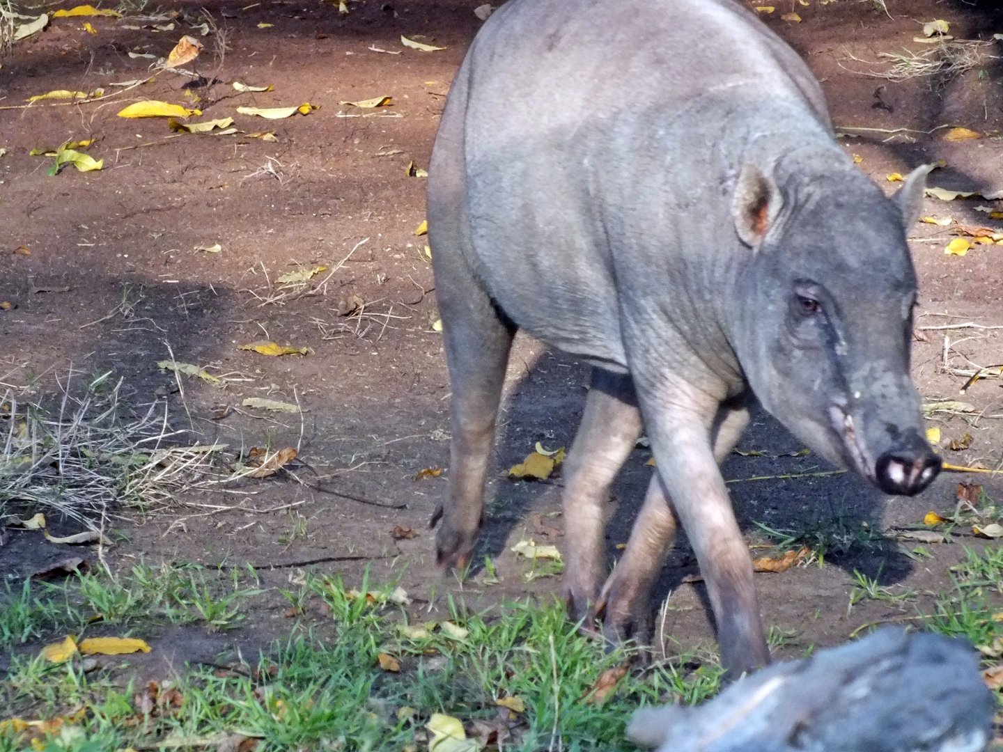 Female North Sulawesi babirusa